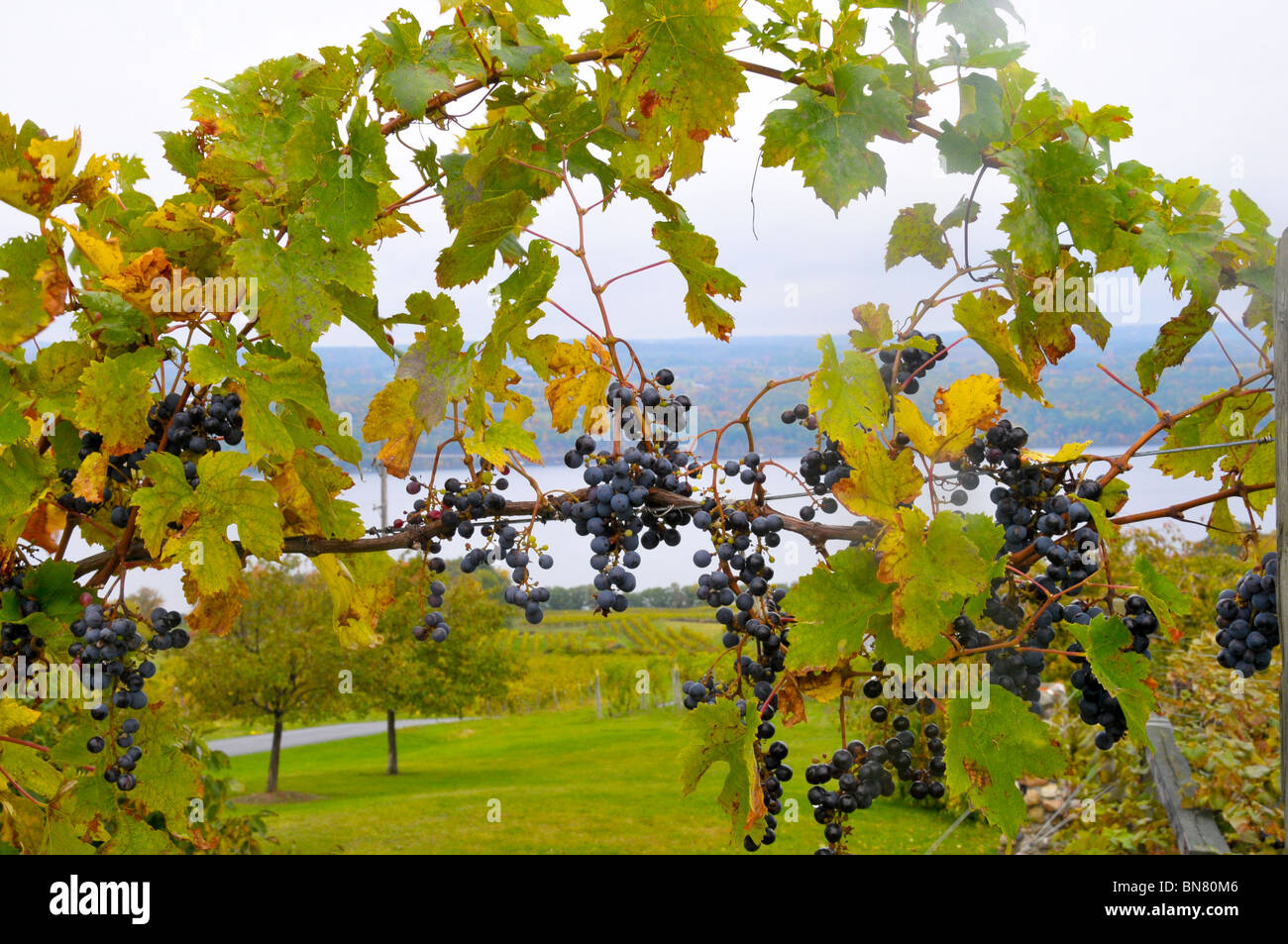 Des vignes dans la région de Finger Lakes New York Banque D'Images