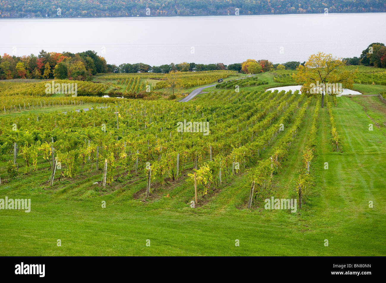 Vignoble dans la région de Finger Lakes New York Banque D'Images