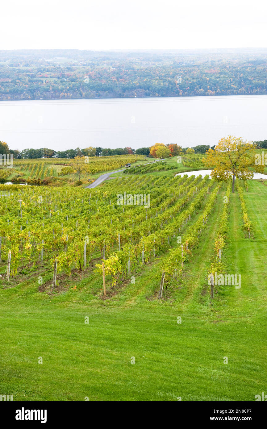 Vignoble dans la région de Finger Lakes New York Banque D'Images