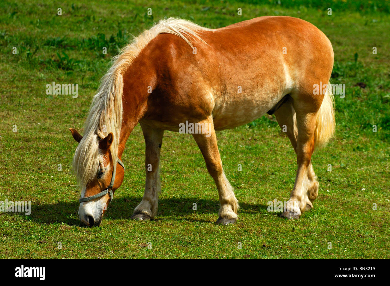 Cheval Haflinger (Equus caballus), Mare, sur un pré Banque D'Images