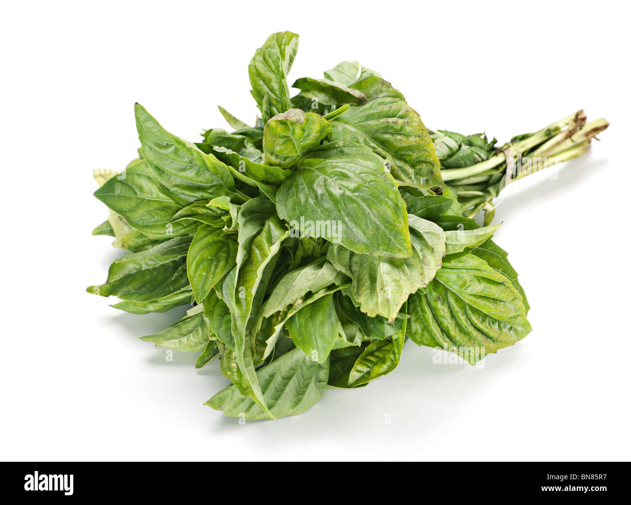 Basil herb leaf isolé sur fond blanc Banque D'Images