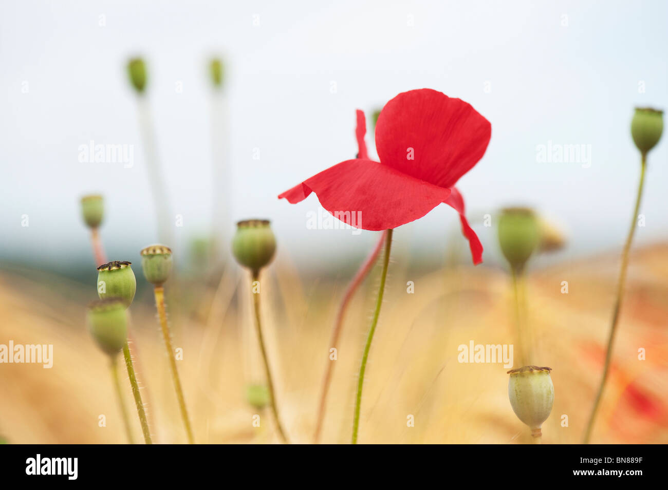 Papaver rhoeas. Domaine coquelicot en entre l'orge dans un champ dans la campagne anglaise Banque D'Images