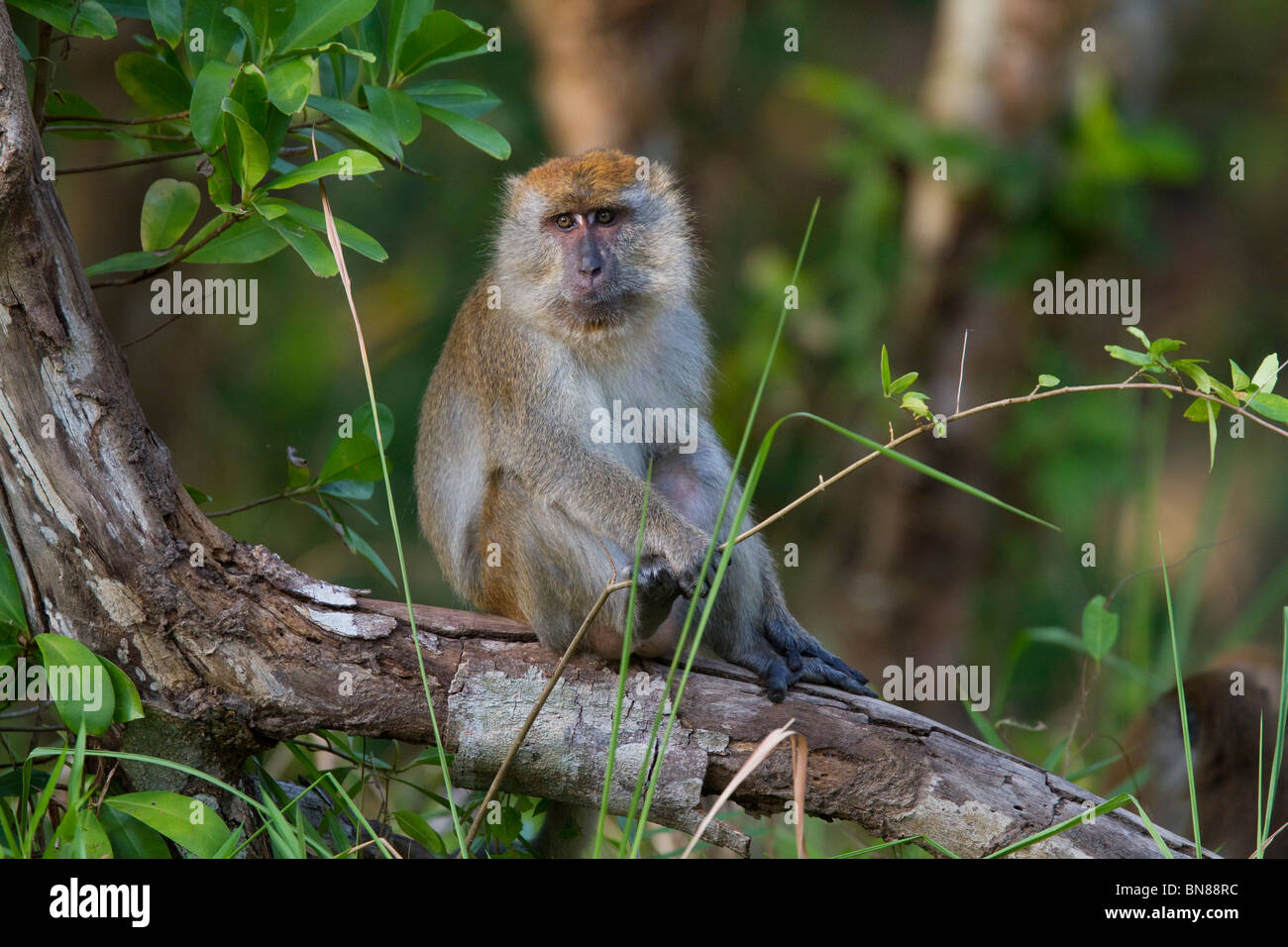 Manger DU CRABE MACAQUE (Macaca fascicularis) Ko Tarutao National Park, Thaïlande du sud. Banque D'Images