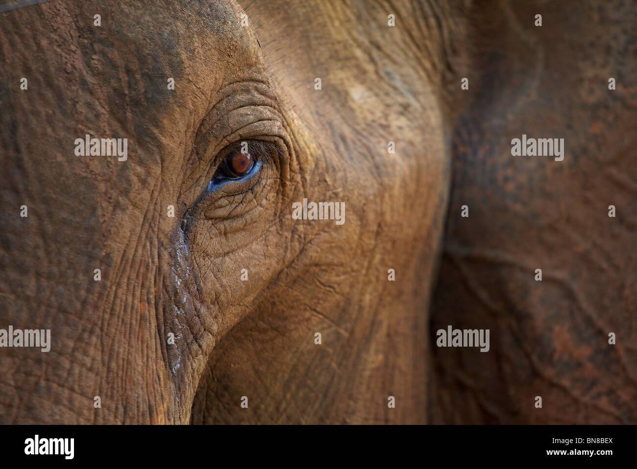 Close-up de l'éléphant au Sri Lanka Banque D'Images
