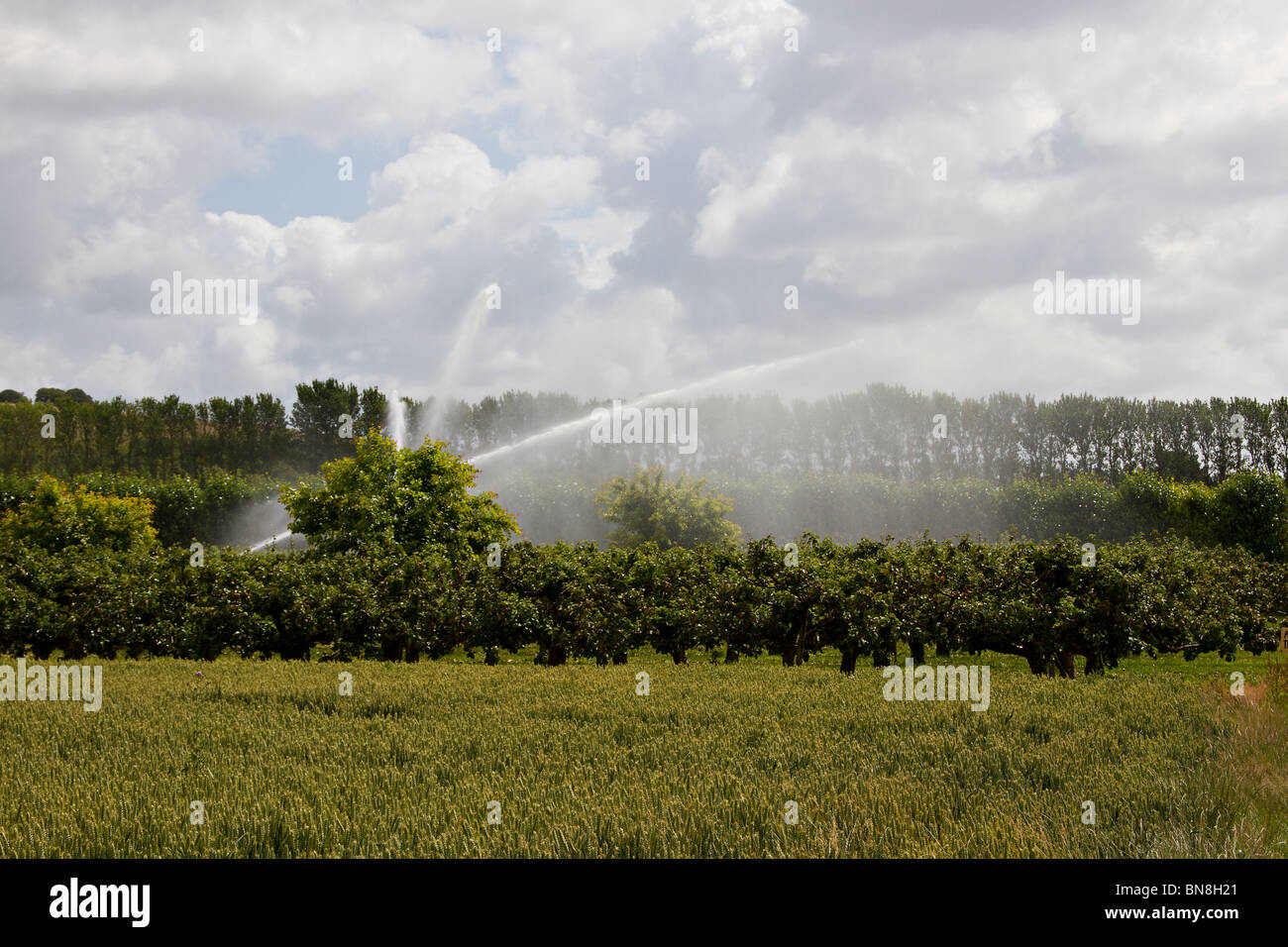 Délayage de pommiers sur un Choisissez votre propre ferme. Sussex, UK Banque D'Images