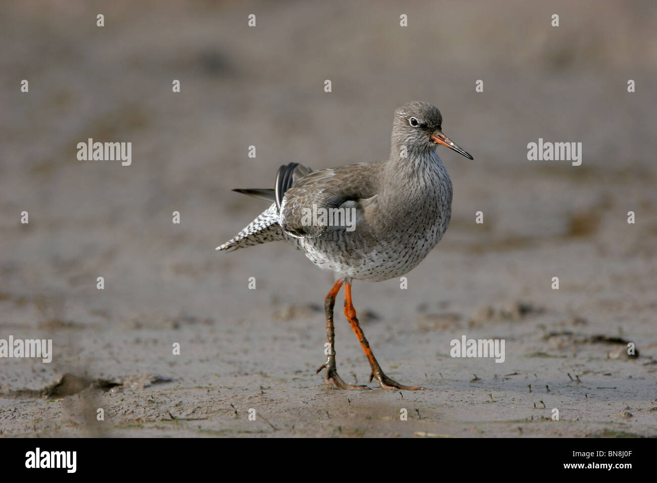 Chevalier Gambette Tringa totanus (, Norfolk, UK), Banque D'Images