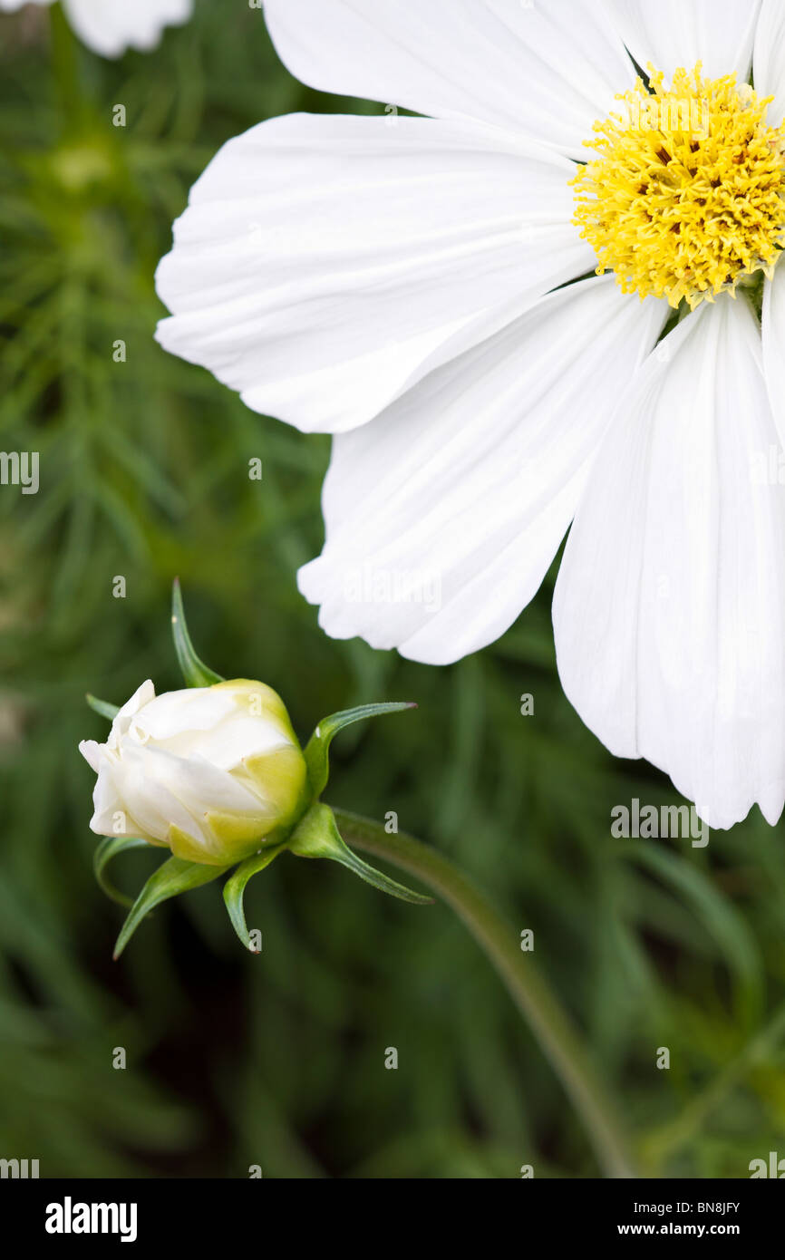 Cosmos Sonata blanc fleur et bud Photo Stock - Alamy