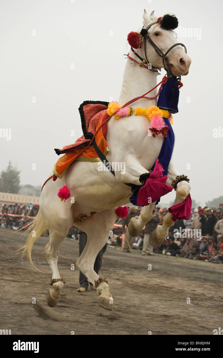 L'Inde Muktsar Punjab Mela de Maghi danse du Cheval juste Banque D'Images