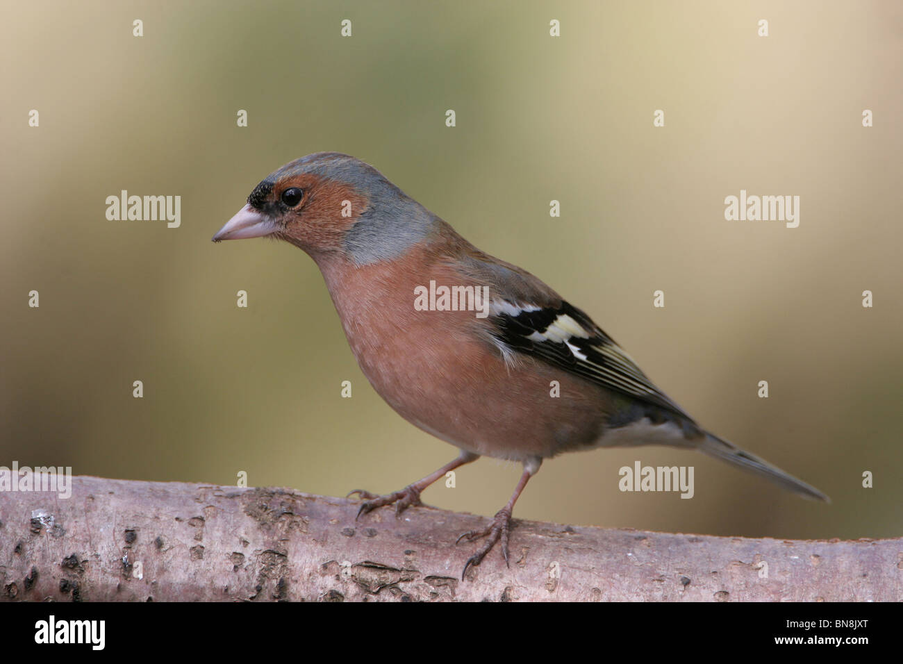 Chaffinch (Fringilla coelebs), Norfolk, UK Banque D'Images