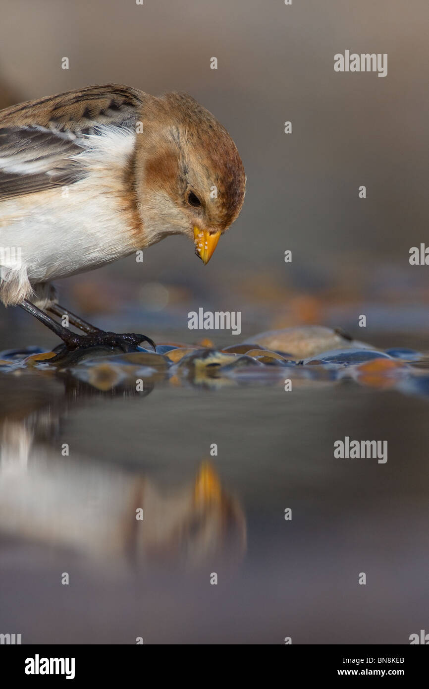 Bruant des neiges (Plectrophenax nivalis), Norfolk, Royaume-Uni. Banque D'Images