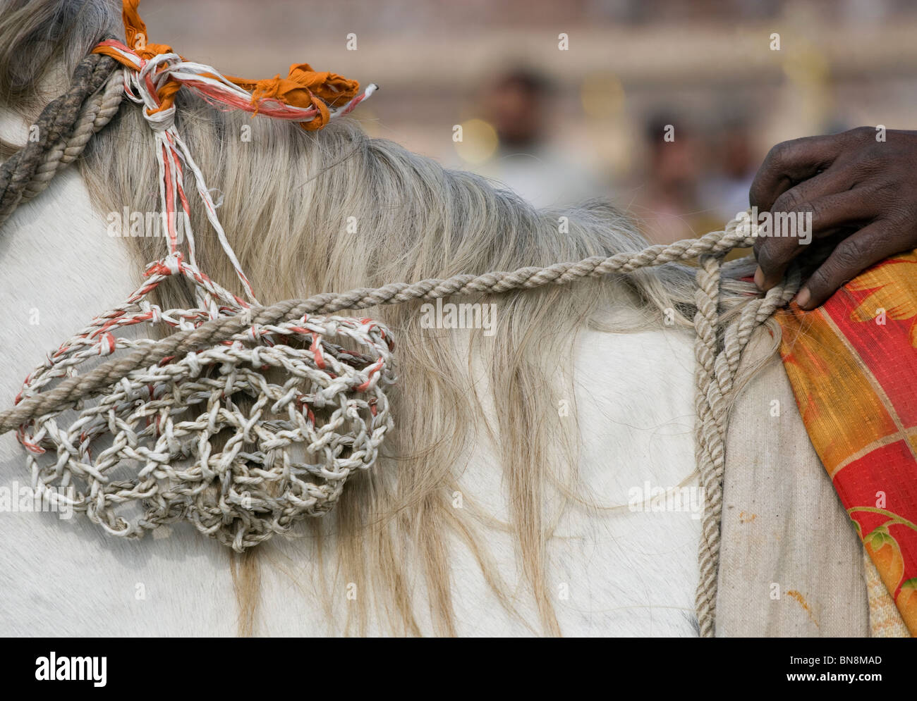 L'Inde Muktsar Sikh Nihang guerrier mounter Banque D'Images