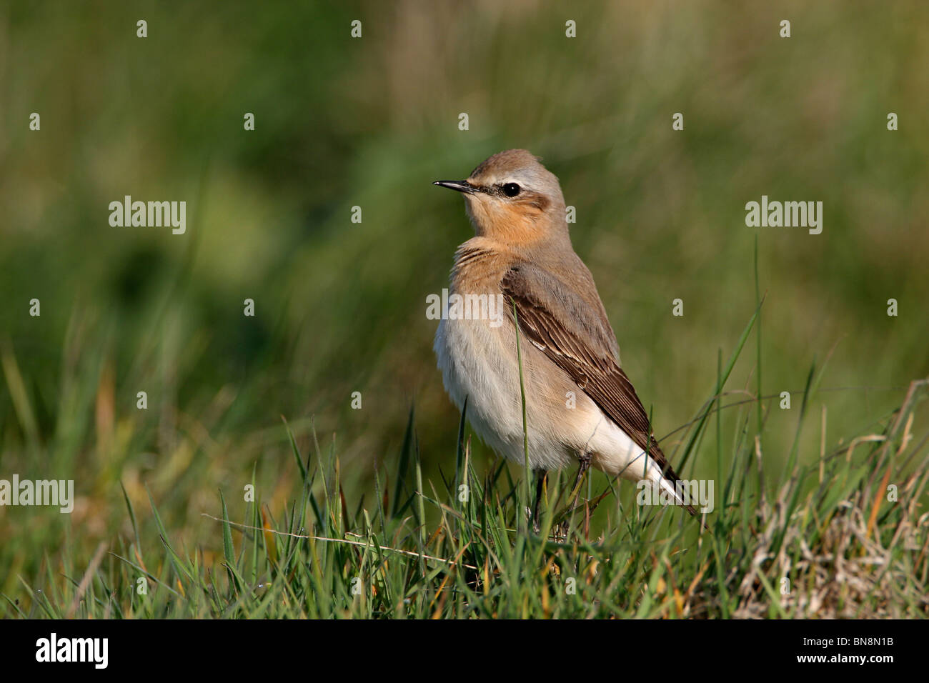 Traquet motteux (Oenanthe oenanthe),, Norfolk, UK Banque D'Images