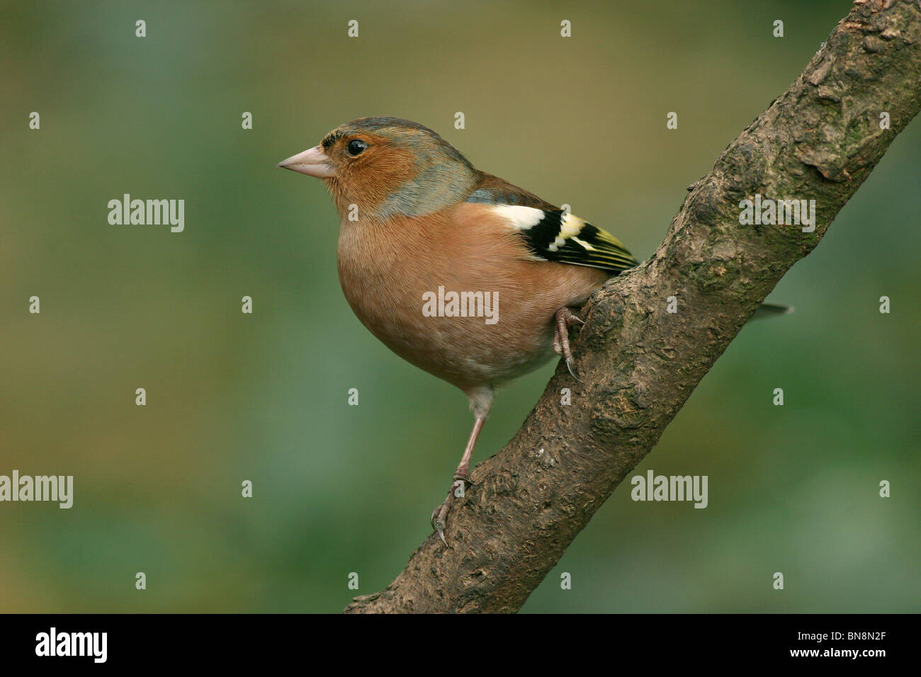 Chaffinch (Fringilla coelebs), Norfolk, UK Banque D'Images