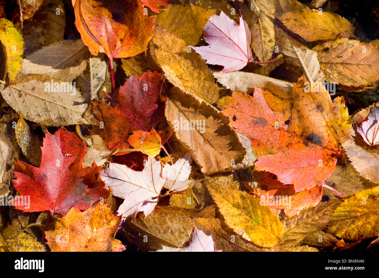 Les feuilles d'automne sur le sol de la forêt, la texture d'arrière-plan Banque D'Images