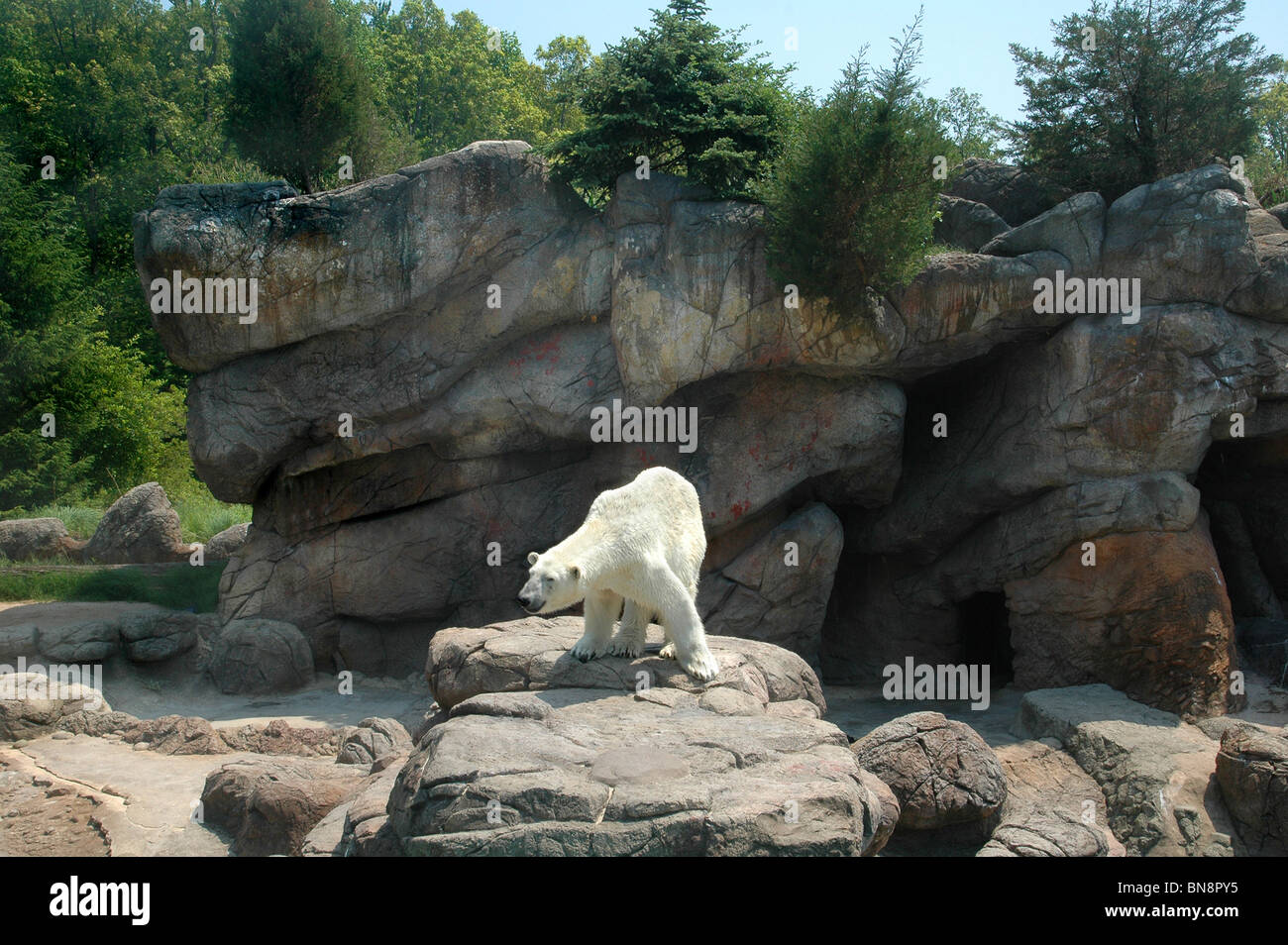 L'ours blanc debout sur barre rocheuse Banque D'Images