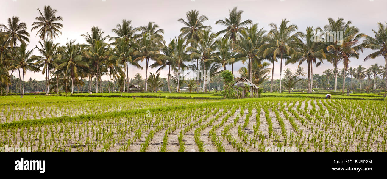 Le riz paddy padi Bali Indonesia, cocotiers en arrière-plan Banque D'Images