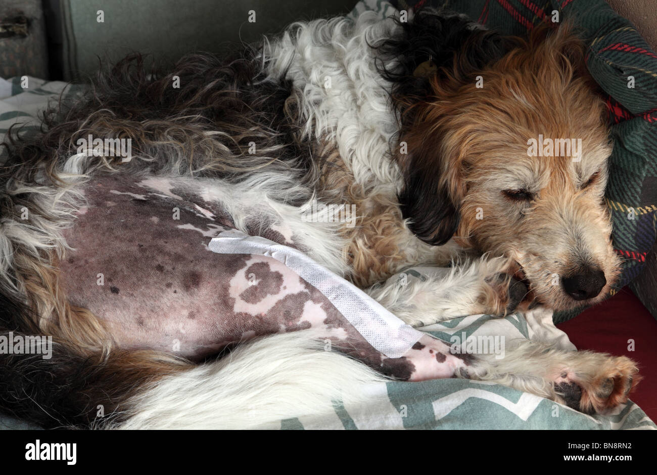 Chien dormant se remettre d'une opération pour réparer une rupture Chirurgie du ligament croisé crânien TPLO Banque D'Images Chien dormant se remettre d'une opération pour réparer une rupture Chirurgie du ligament croisé crânien TPLO Banque D'Images