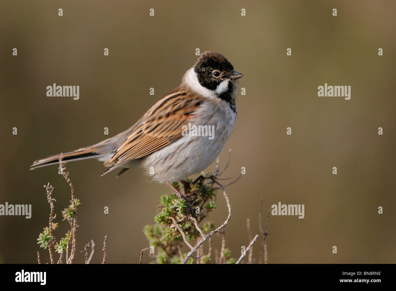 Bruant des roseaux Emberiza schoeniclus,, Norfolk, UK Banque D'Images