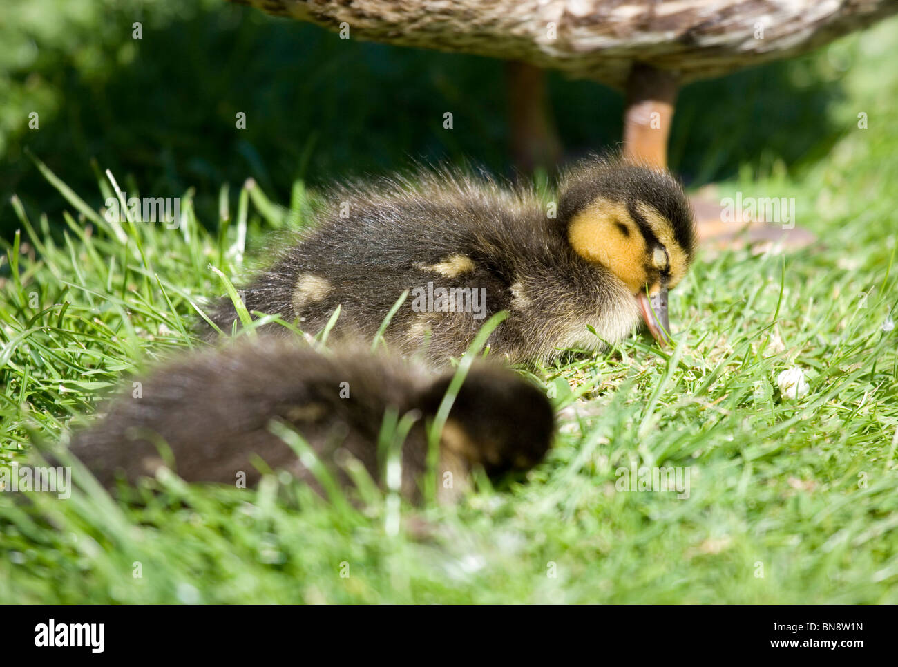 Canard colvert Anas platyrhynchos deux canetons dormir sur l'herbe Dorset, UK Banque D'Images