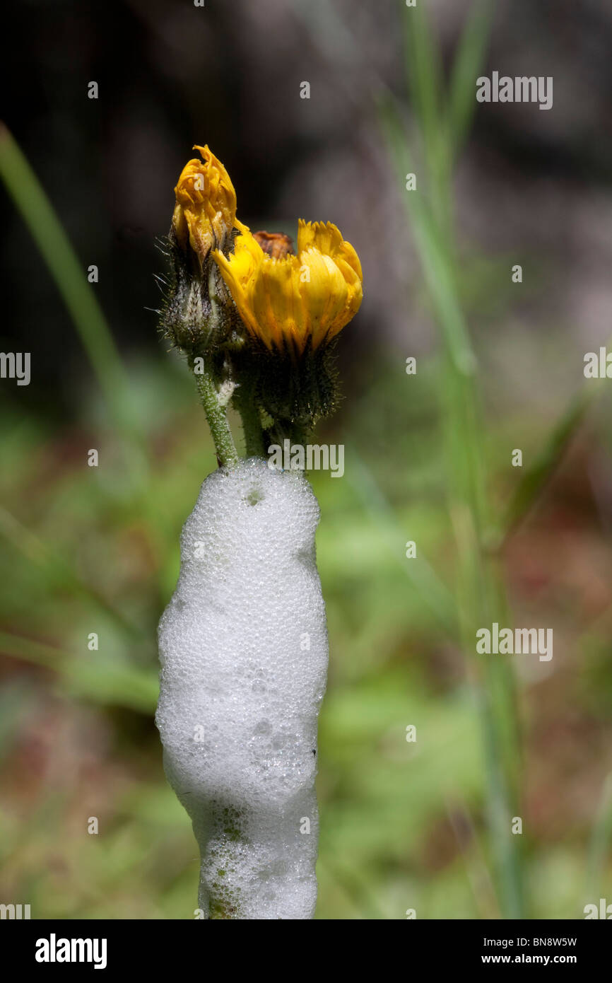 Ou mousse de jus de l'aphrophore ou Froghopper jaune sur l'épervière Hieracium pratense Michigan USA Banque D'Images