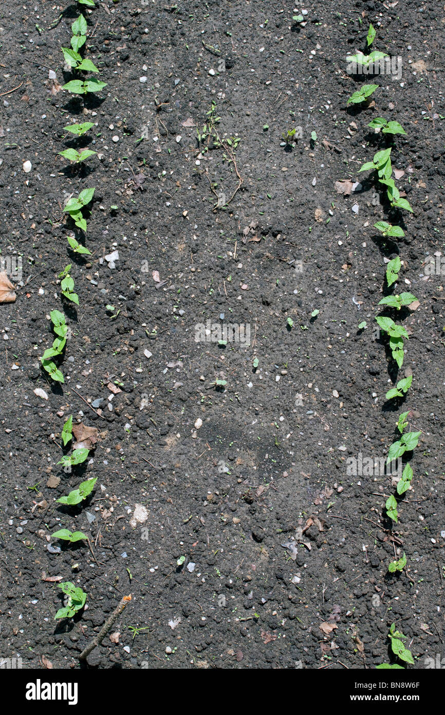 Les plants de haricots verts en germination (Phaseolus) cultivar en potager, Michigan USA Banque D'Images