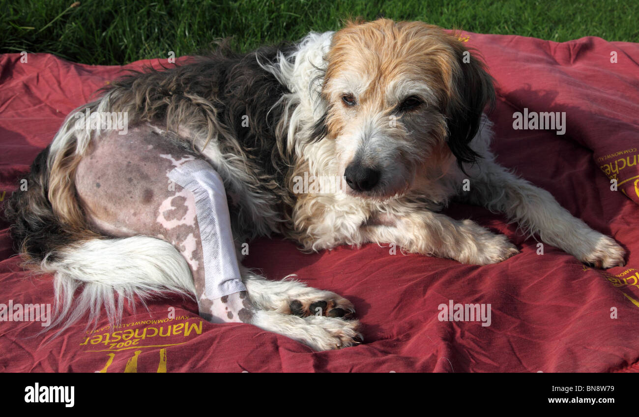 Chien se remettent d'une opération pour réparer une rupture d'un ligament croisé chirurgie crânienne TPLO Banque D'Images Chien se remettent d'une opération pour réparer une rupture d'un ligament croisé chirurgie crânienne TPLO Banque D'Images