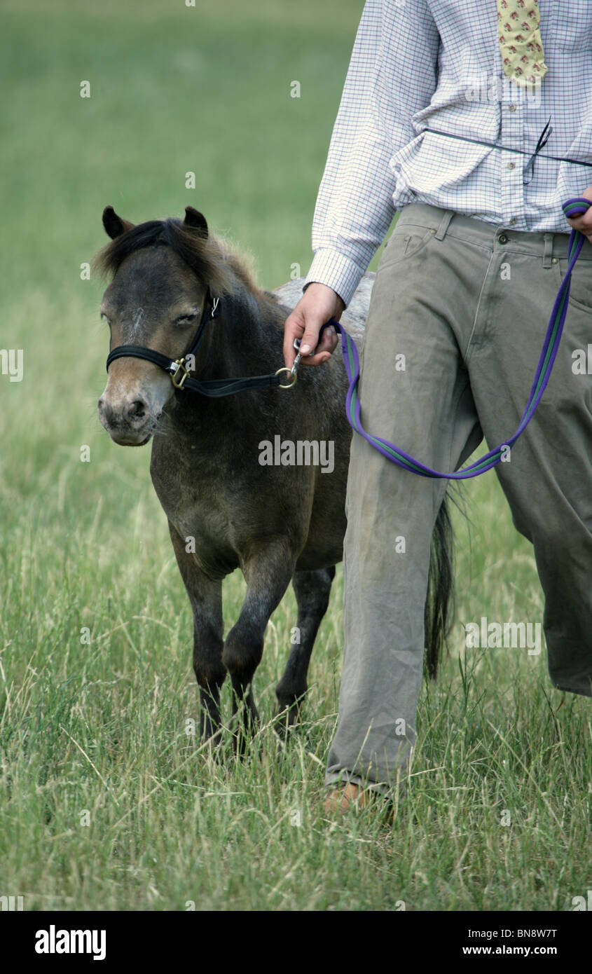 Pony passage dans de petits horse show Hampshire, au Royaume-Uni Banque D'Images