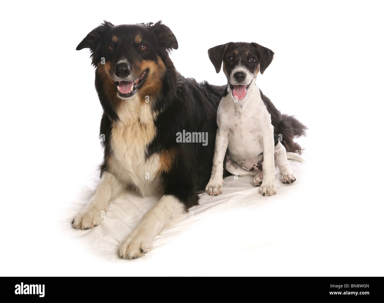 Deux chiens en studio seul adulte et border collie chiot Jack Russell Terrier Studio, UK Banque D'Images