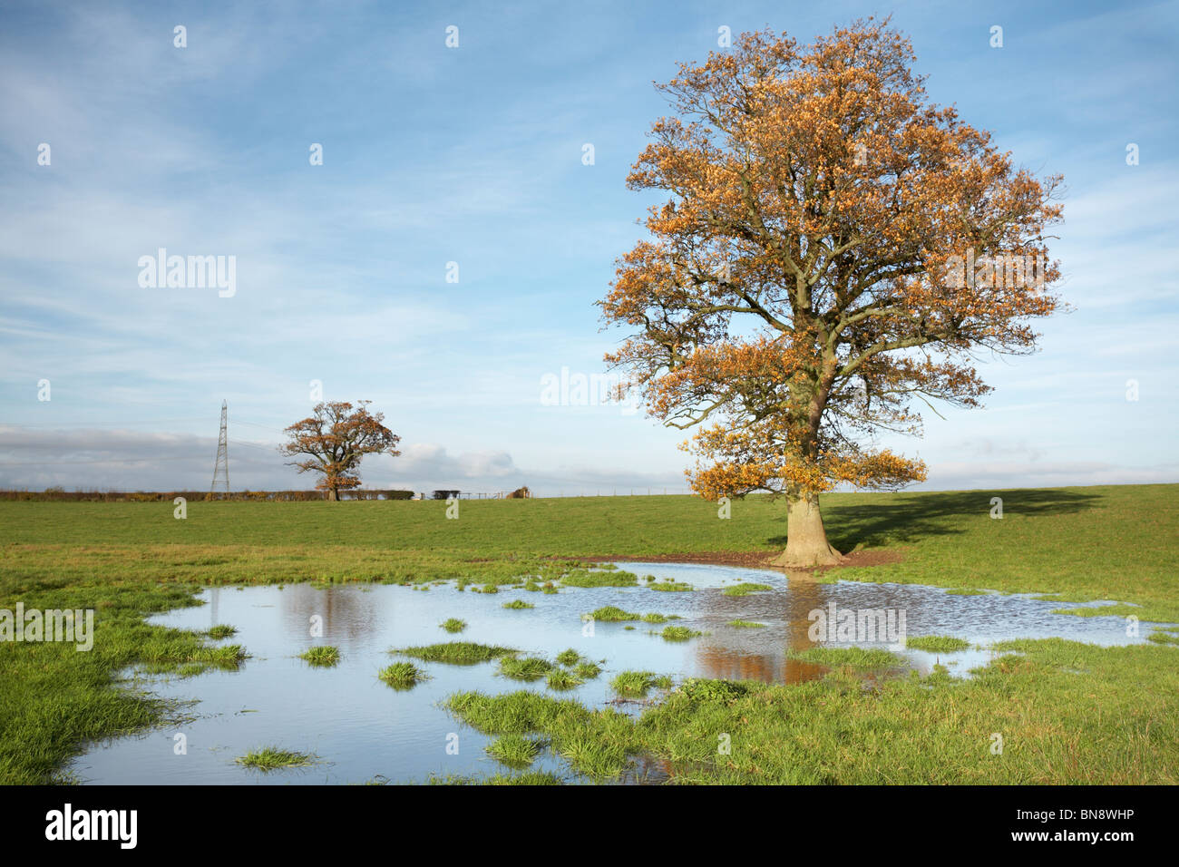 Seul l'automne chêne debout dans un champ inondé, Herefordshire, Angleterre, RU Banque D'Images