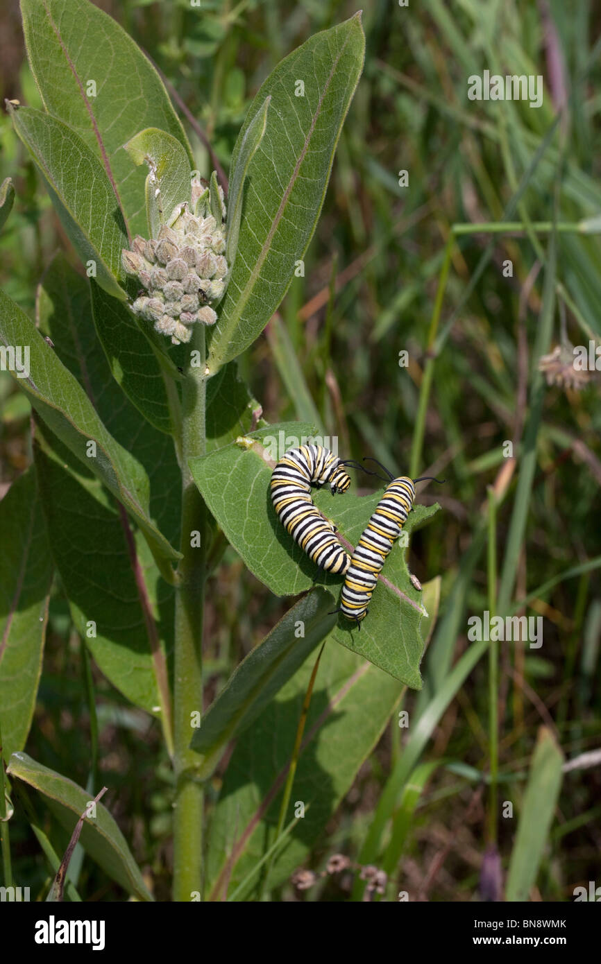 Les chenilles de papillon Monarque Danaus plexippus se nourrissant de l'Asclépiade commune (Asclepias syriaca E USA Banque D'Images