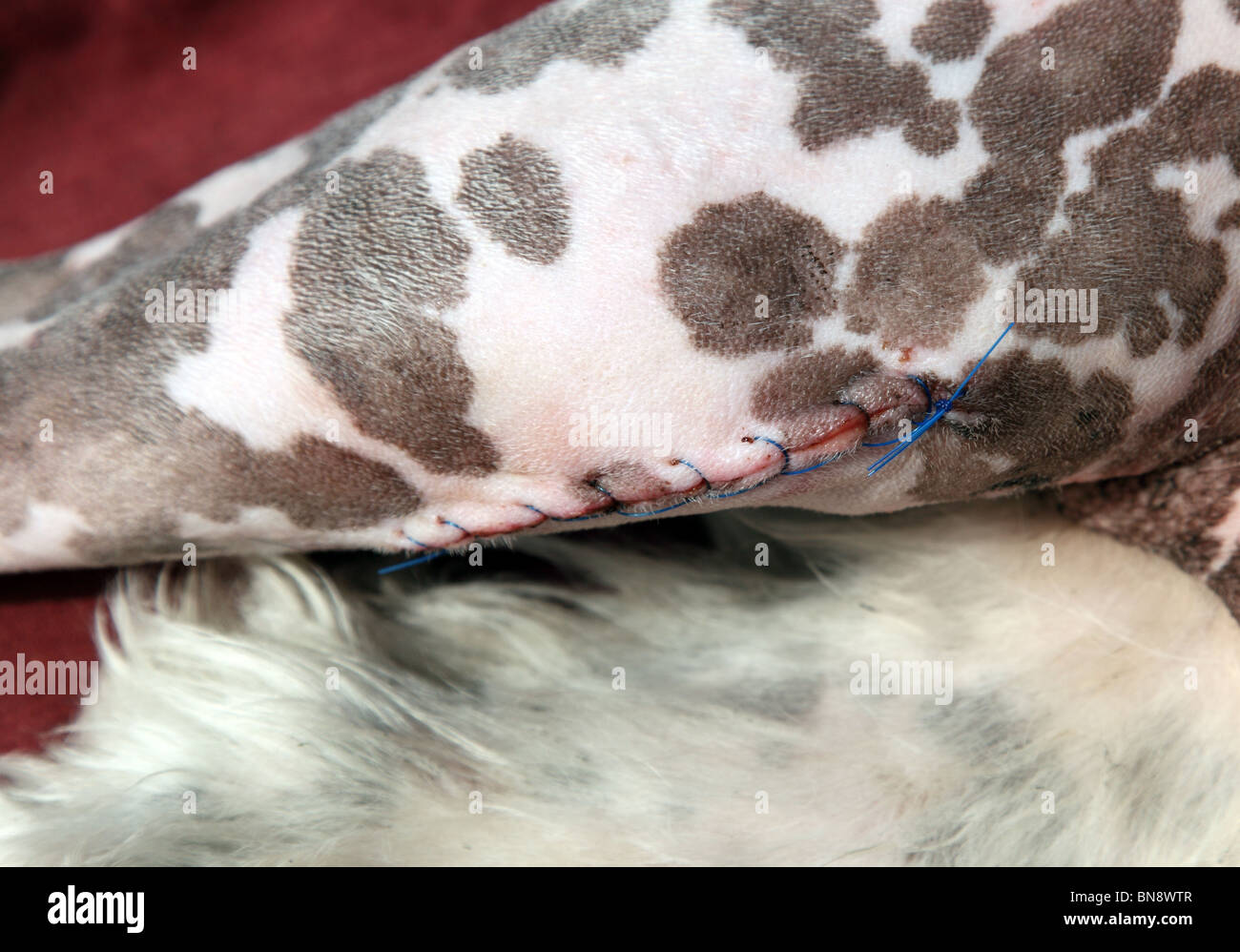 Close up de points de suture Chien opéré à la suite de la rupture du ligament croisé cranial chirurgie TPLO Banque D'Images Close up de points de suture Chien opéré à la suite de la rupture du ligament croisé cranial chirurgie TPLO Banque D'Images