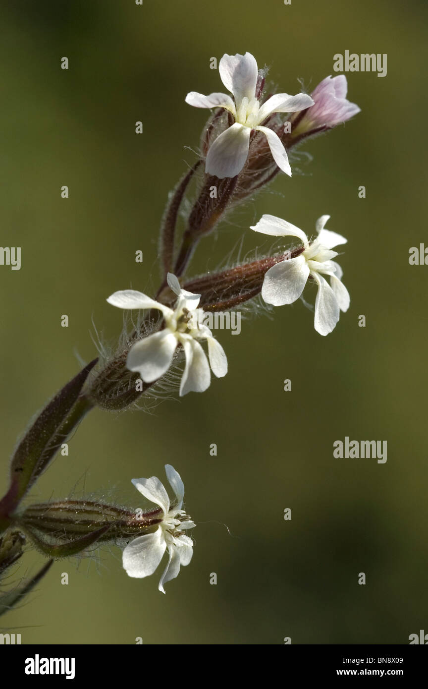 Petite fleur Scouler (Silene gallica) Banque D'Images