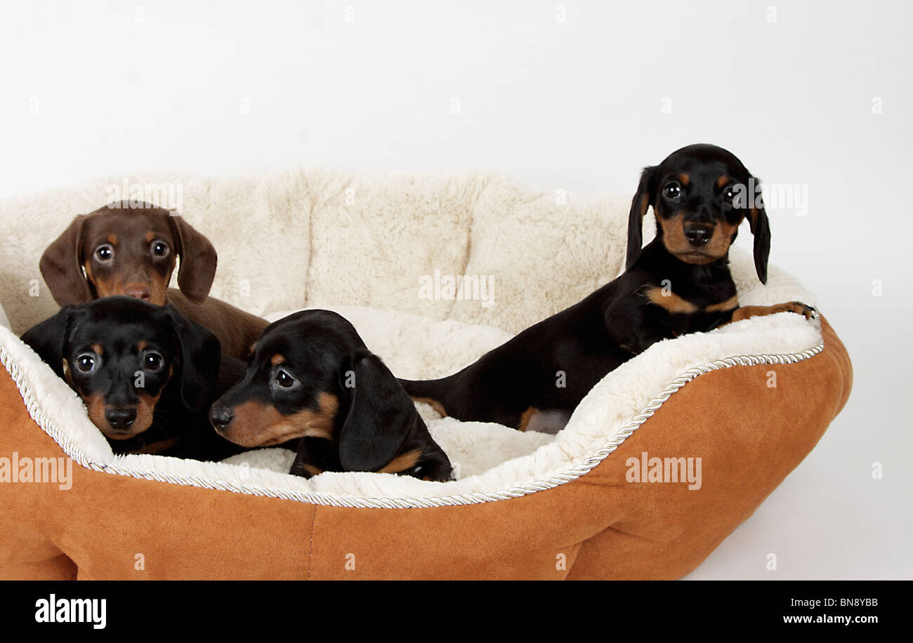 Stock photo de chocolat adorable et black & tan chiots teckel dans un lit de chien Banque D'Images