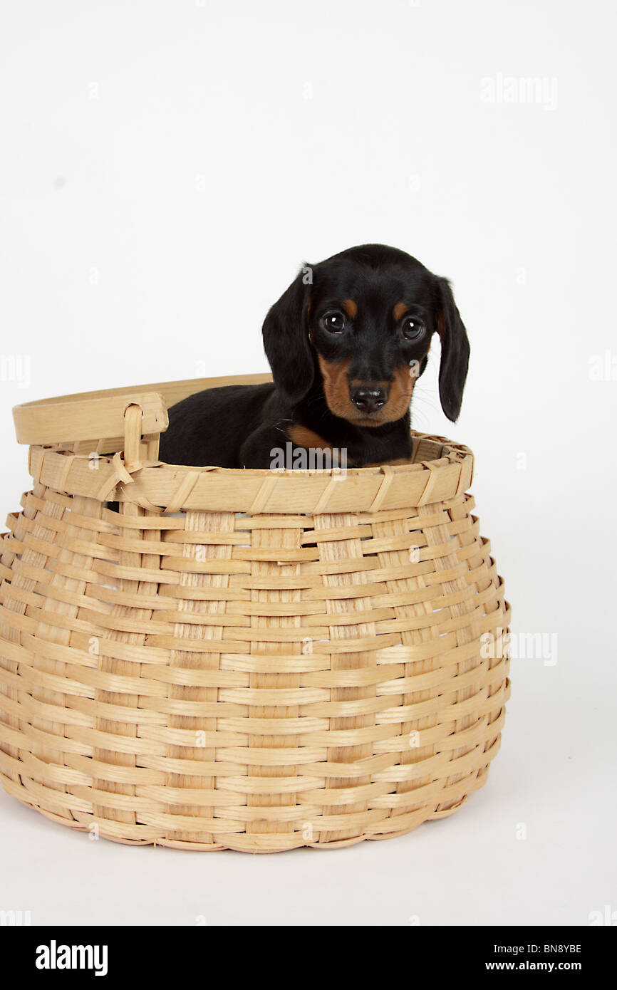 Stock photo d'une adorable chiot teckel noir et feu dans un panier. Banque D'Images