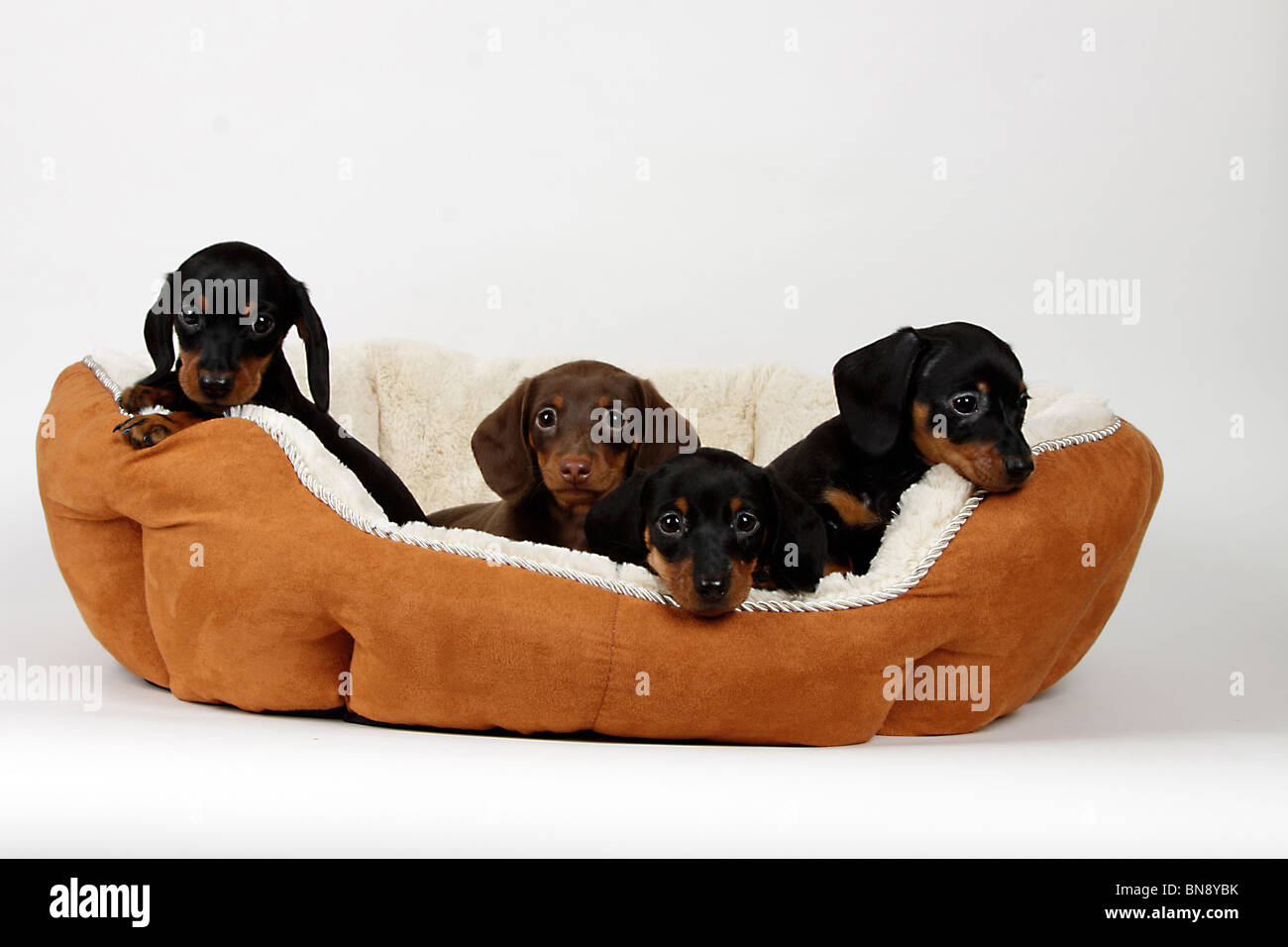 Stock photo d'adorables chiots teckel chien dans un lit. Banque D'Images