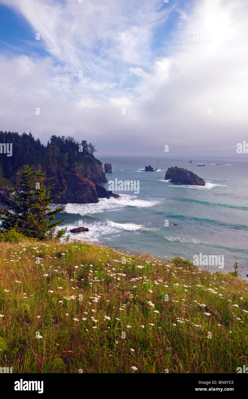 Fleurs d'achillée sur les caps de l'Oregon est Boardman State Park avec vue sur l'océan Pacifique. Banque D'Images
