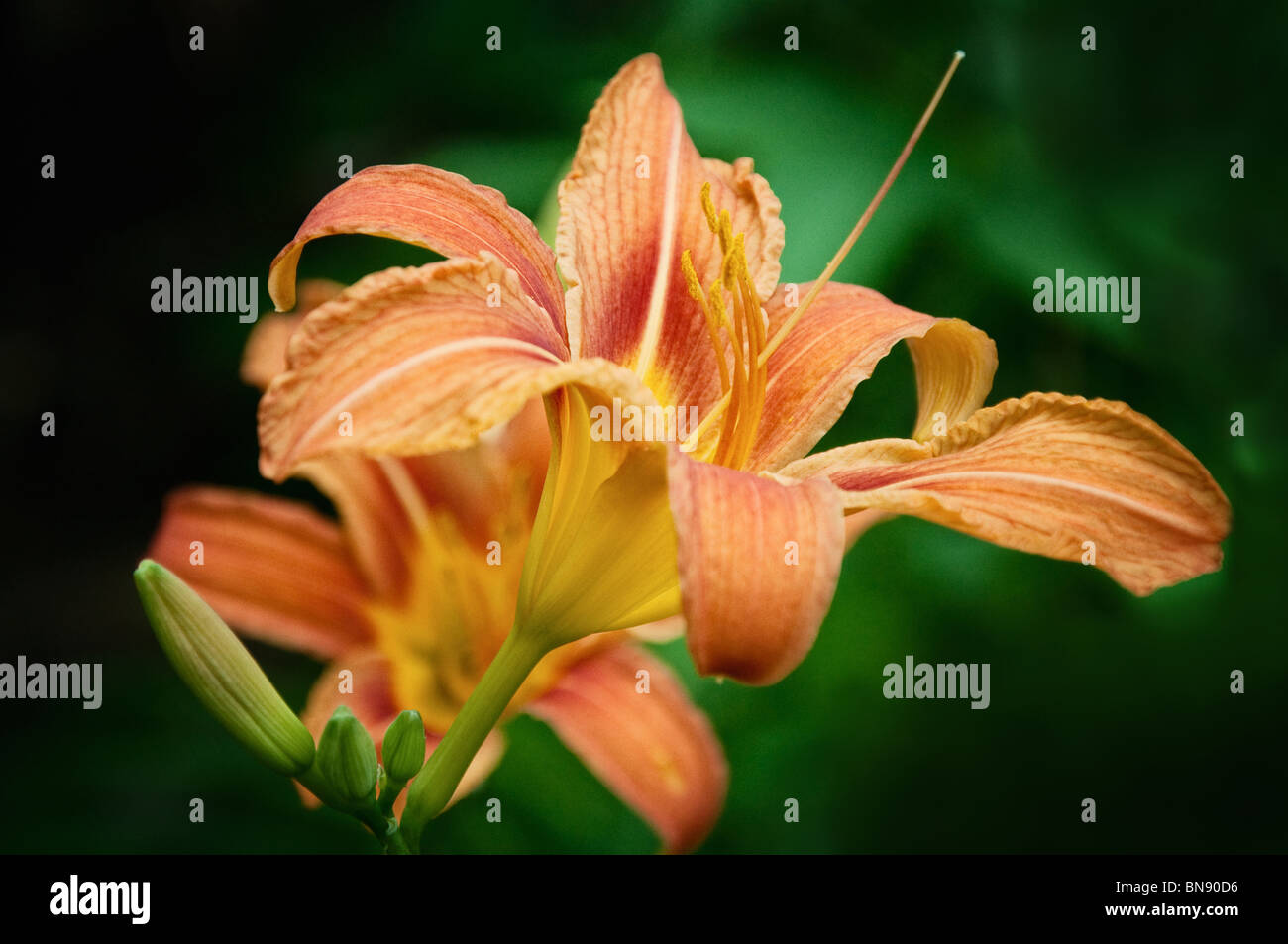 Gros plan d'une fleur en fleur orange, fond nature. Banque D'Images