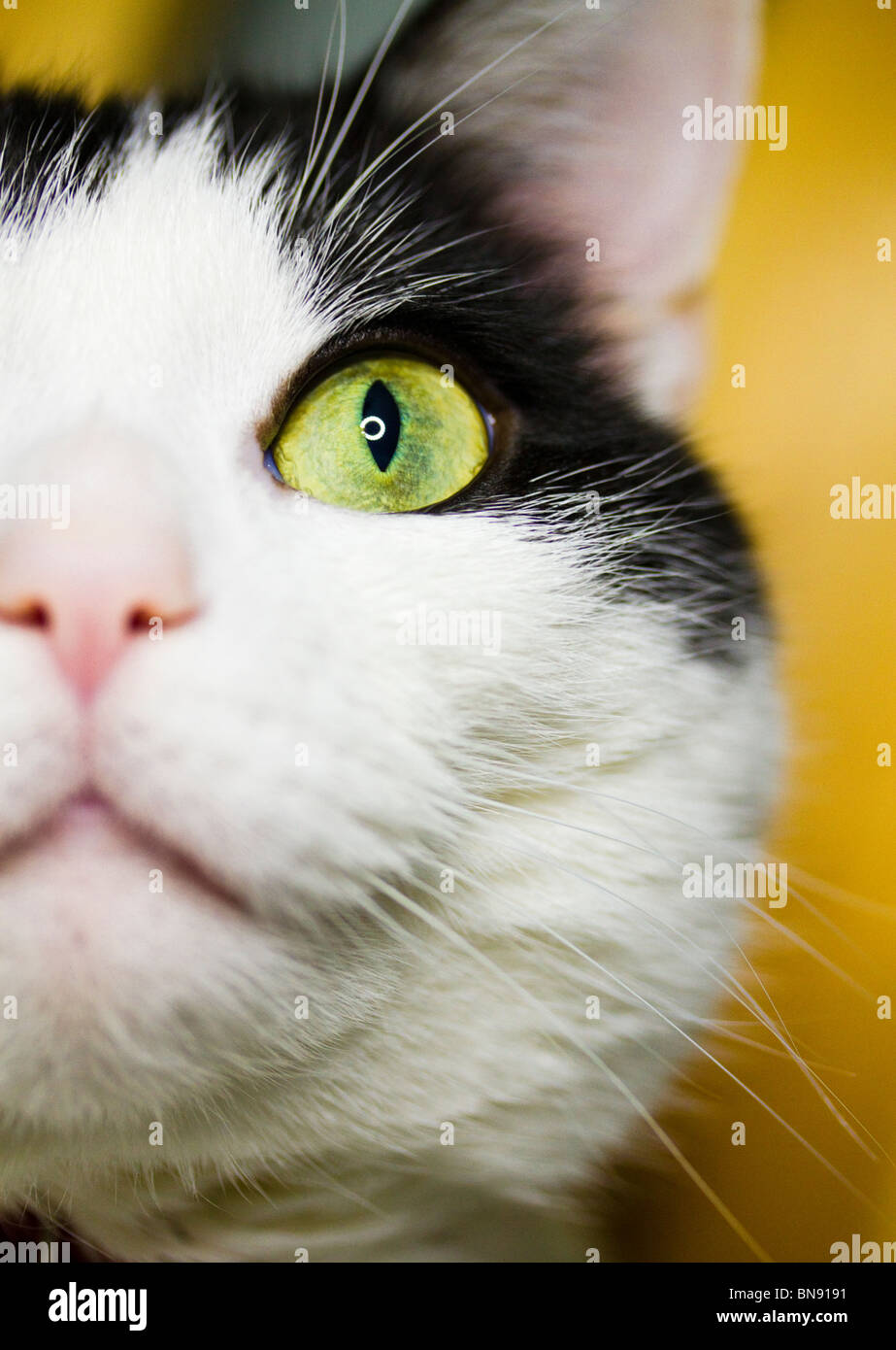 Close up de chat noir et blanc avec des yeux vert Banque D'Images