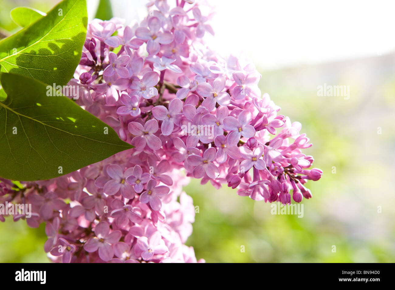 Au printemps fleurs lilas Banque D'Images