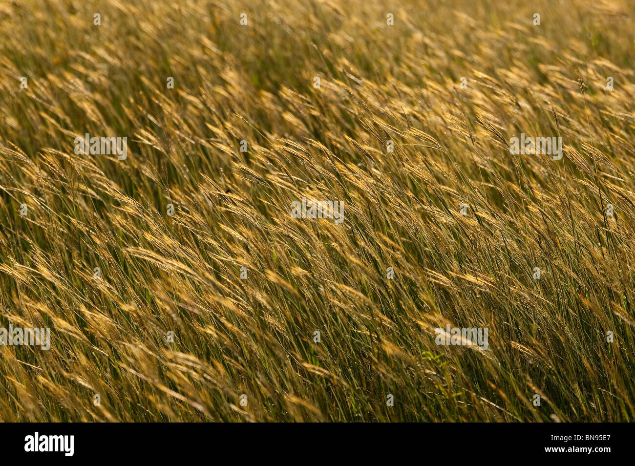 Les champs d'herbe dans les collines de Cocle province, République du Panama. Banque D'Images