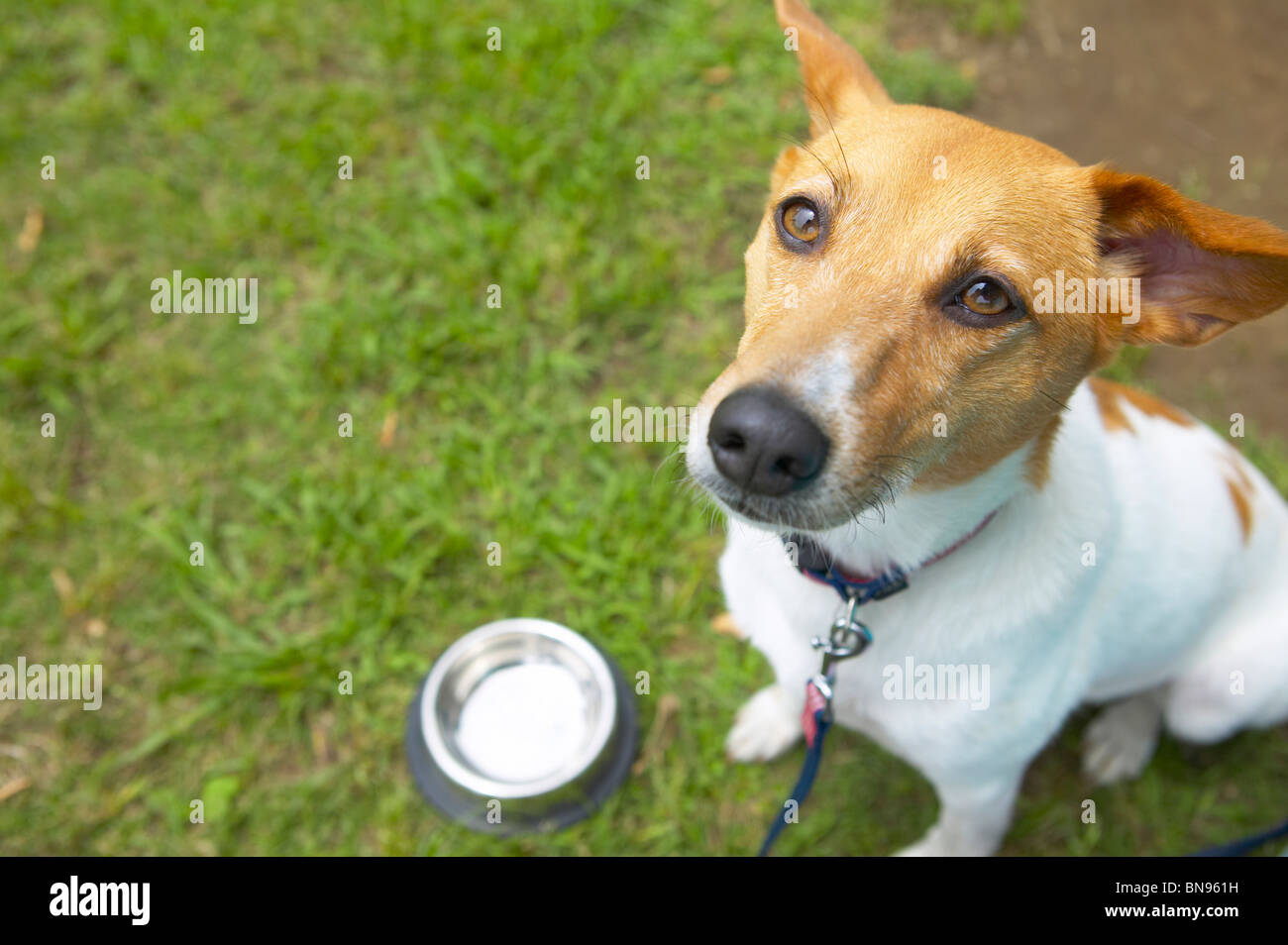 Un chien affamé regarde à côté de son bol alimentaire vide Banque D'Images