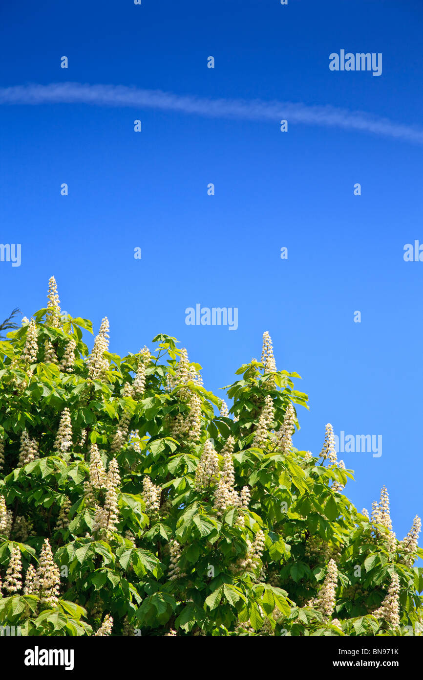 Le Marronnier d'arbre à feuilles vert vif, la floraison des bougies avec ciel bleu profond Banque D'Images