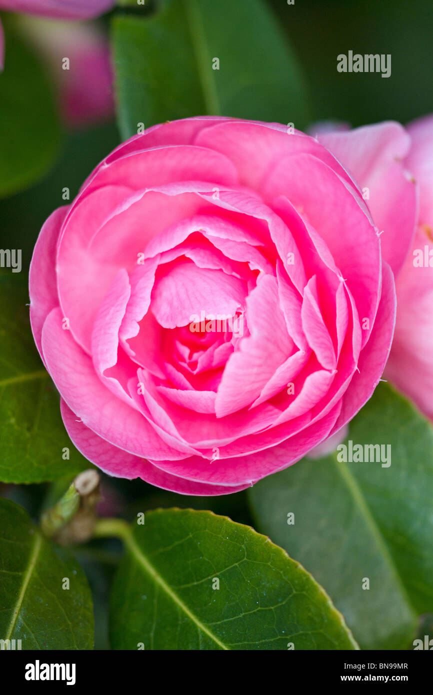 Fleur de camélia rose Banque D'Images
