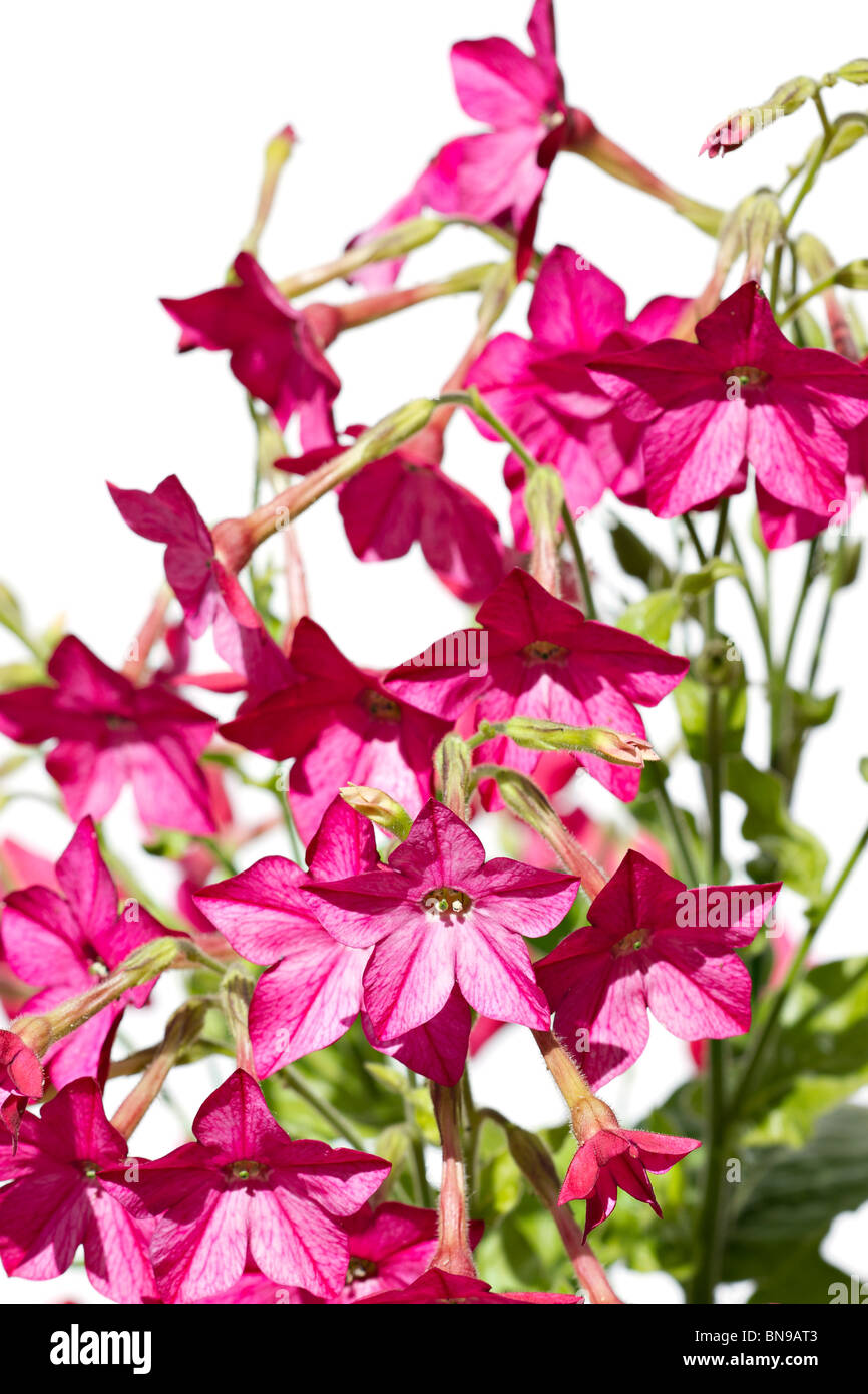 Fleurs rose plante de tabac (Nicotiana tabacum) sur fond blanc Banque D'Images