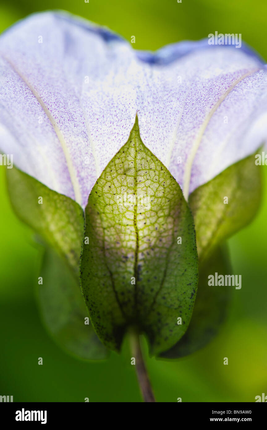Nicandra physalodes. Shoo Fly plante. Bluebell péruvienne. Fleur du Pérou Apple Banque D'Images