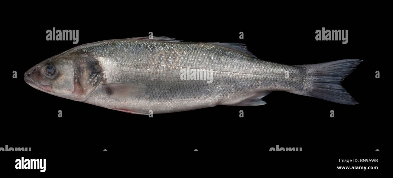 Basse mer poisson Banque D'Images