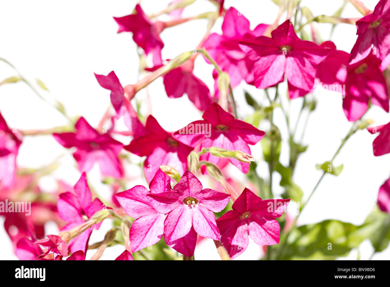 Fleurs rose plante de tabac (Nicotiana tabacum) sur fond blanc Banque D'Images