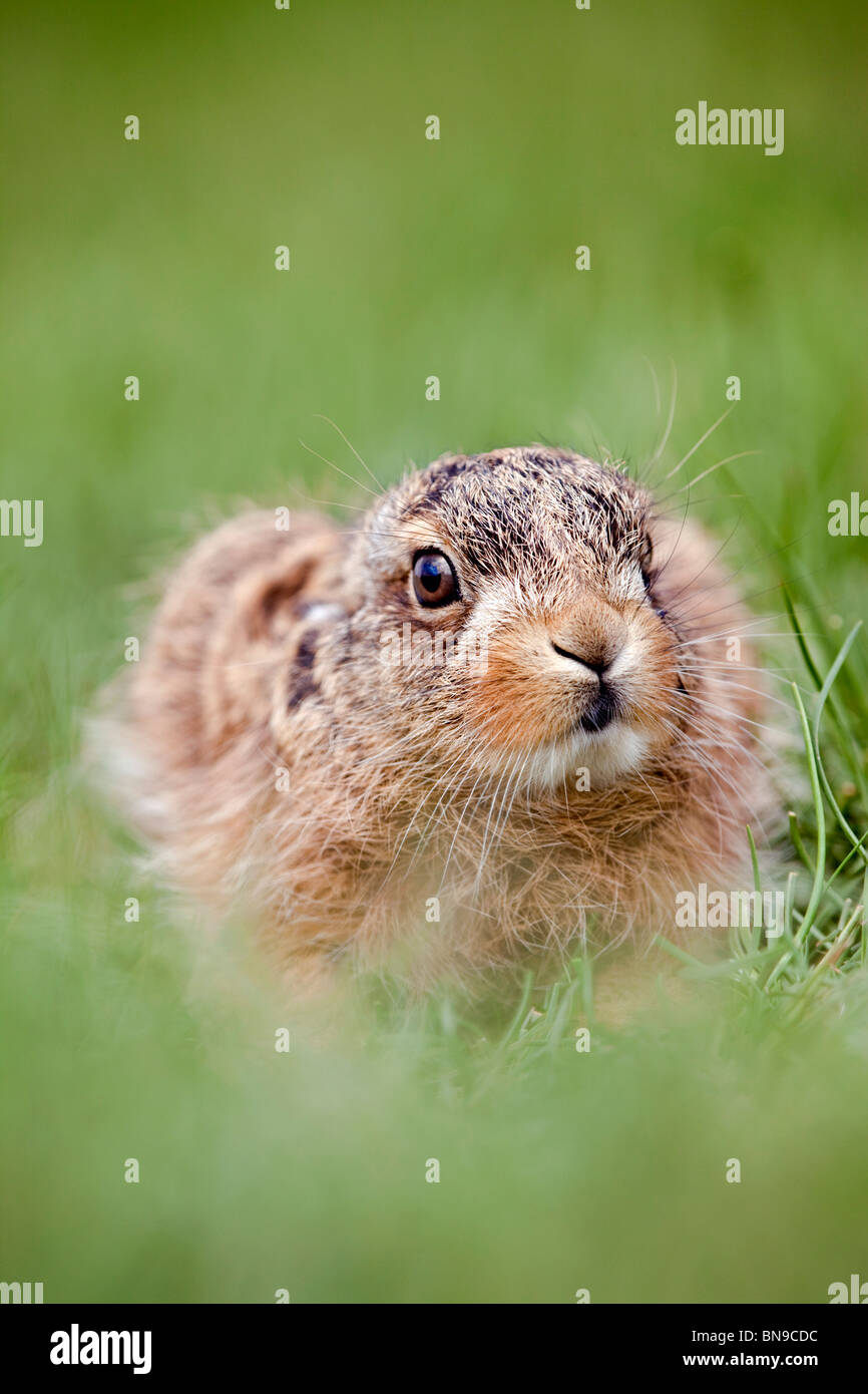 Lièvre brun Lepus capensis ; leveret ; caché dans l'herbe ; Suffolk Banque D'Images