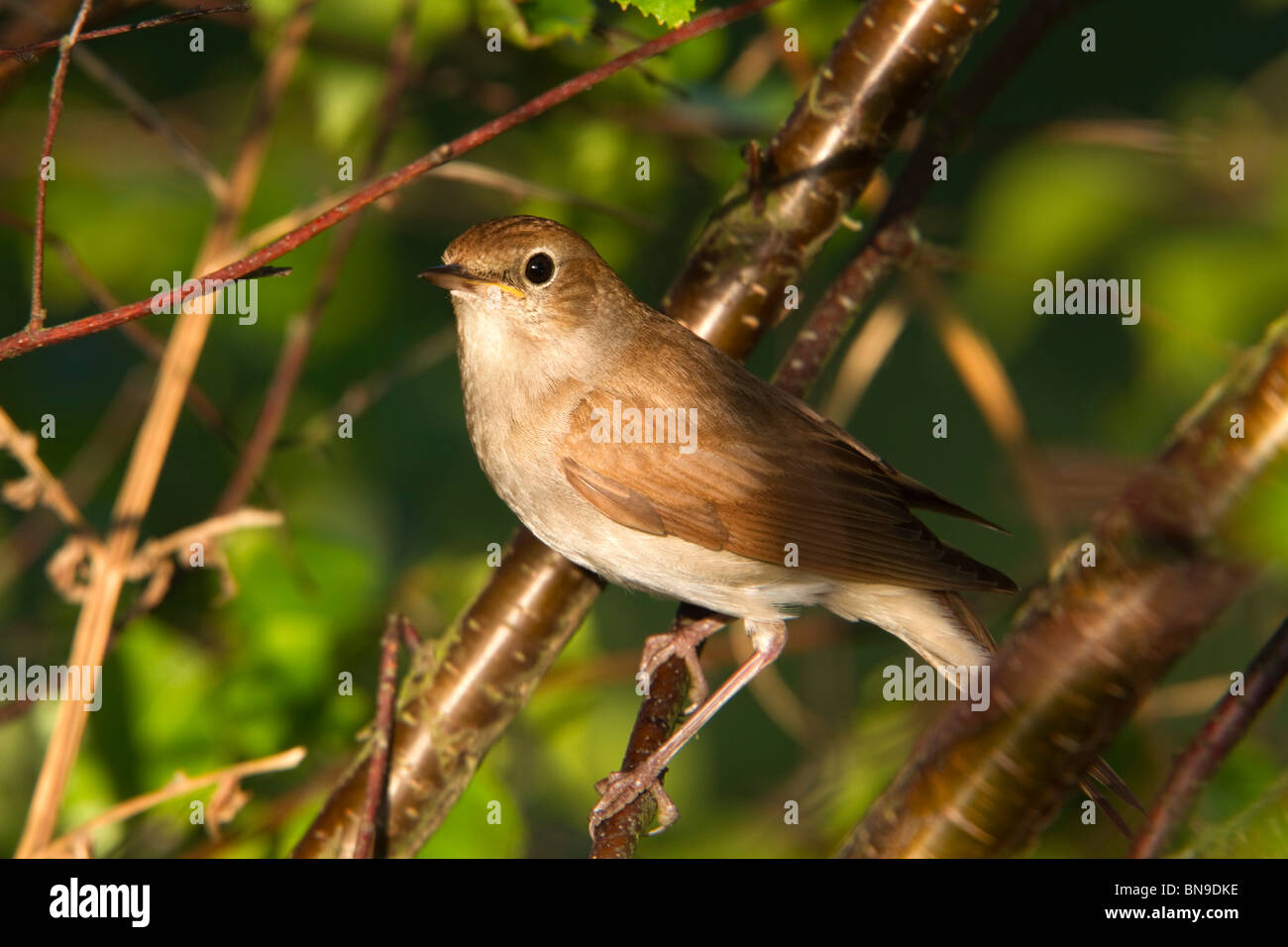 Luscinia megarhynchos Nightingale ; ; ; forestiers suffolk Banque D'Images