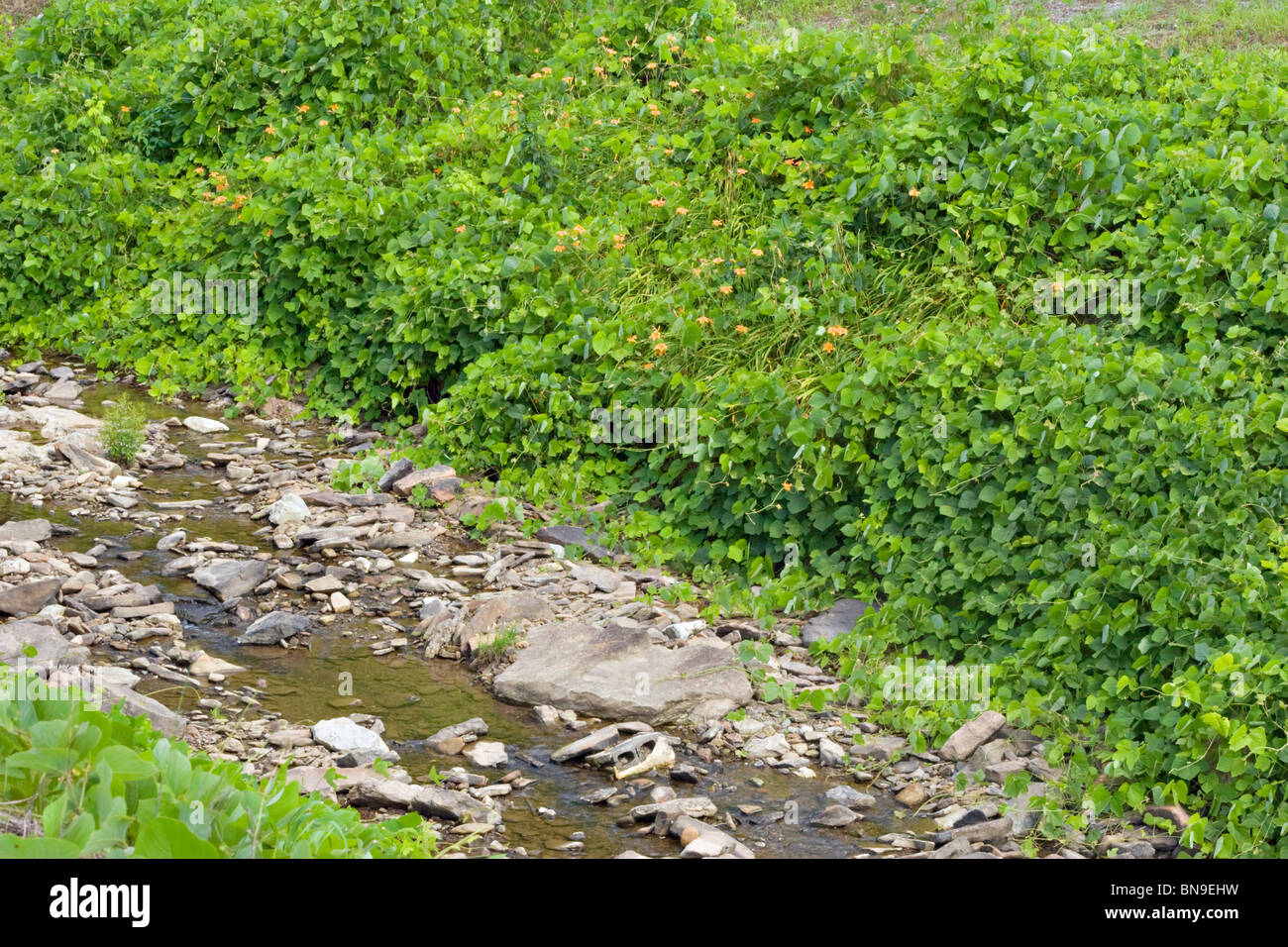 La propagation rapide de l'arrowroot japonaise ou Kudzu plante vigne qui a couvert une grande partie du sud et du sud-est de nous des routes. Banque D'Images